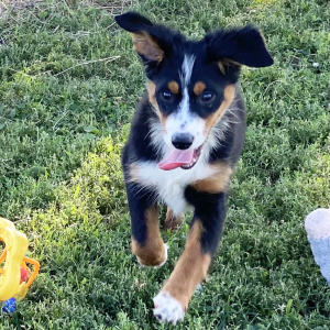 Australian Shepherd Puppy Timber