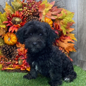 Havanese Puppy Forest