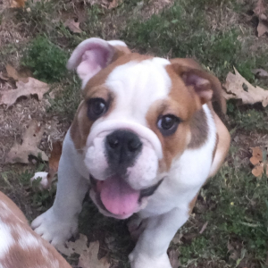 Bulldog Puppy Rowdy