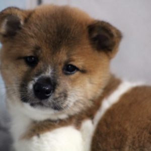 Shiba Inu Puppy Molly