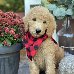 Poodle Puppy Twix