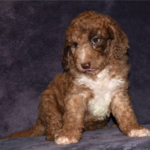 Aussiedoodle Puppy Dane