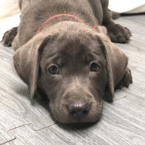 Labrador Retriever Puppy Carla
