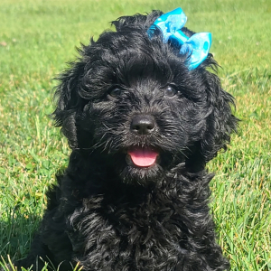 Cavapoo Puppy Laney