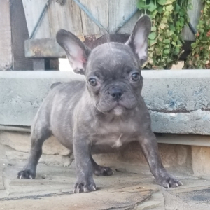French Bulldog Puppy Katherine