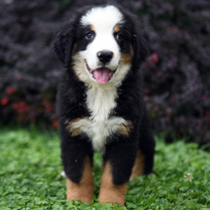 Bernese Mountain Dog Puppy Ted