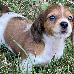Dachshund Puppy Noah