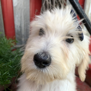 Labradoodle Puppy Stanley