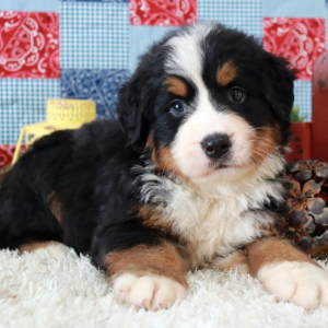 Bernese Mountain Dog Puppy Lavon