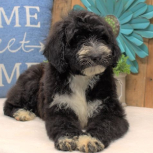 Aussiedoodle Puppy Lulu