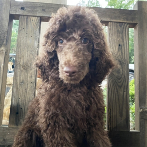 Poodle Puppy Swayze