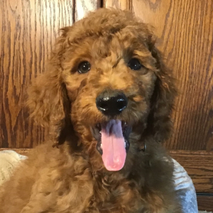 Poodle Puppy Ernie