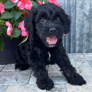 Cockapoo Puppy Wilbur