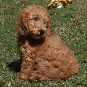 Poodle Puppy Josh