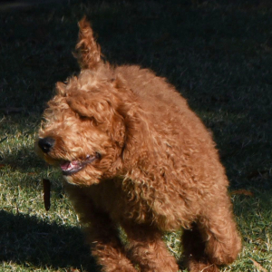 Poodle Puppy Josh