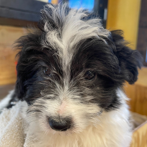 Corgipoo Puppy Travis