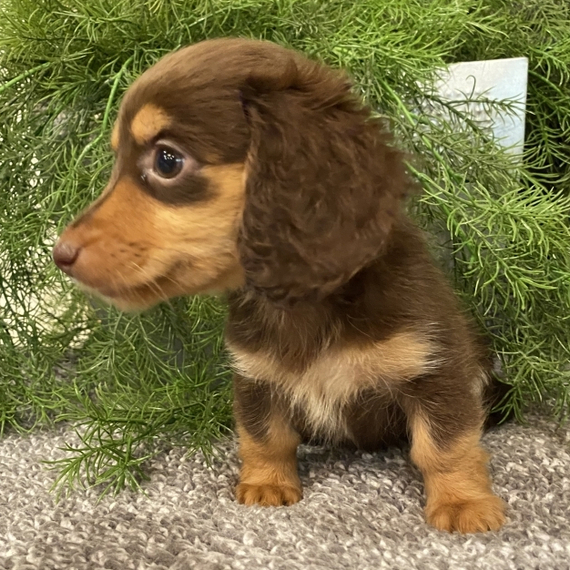 Isabella, a Chocolate & Tan Female Dachshund Puppy 685572 PuppySpot