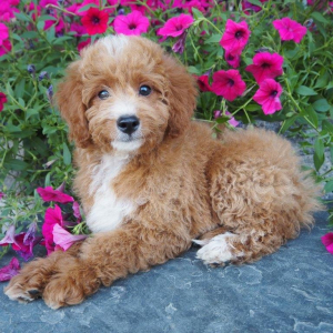 Goldendoodle Puppy Braden