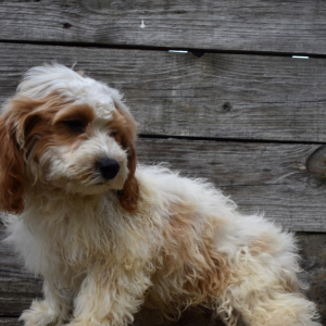 Cavapoo Puppy Romeo