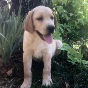 Labrador Retriever Puppy Remington