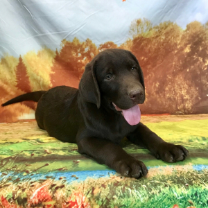 Labrador Retriever Puppy Brody
