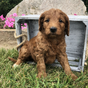 Goldendoodle Puppy Bruna