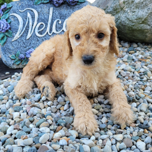 Goldendoodle Puppy Tank