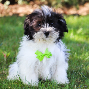 Havanese Puppy Wendall