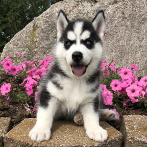 Siberian Husky Puppy Gigi