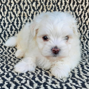 Maltese Puppy Mikka