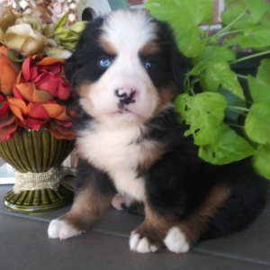 Bernese Mountain Dog Puppy Antonio