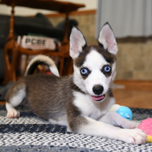 Pomsky Puppy Lilly