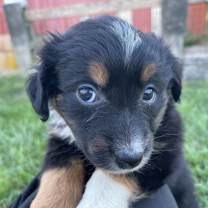 Australian Shepherd Puppy Christian