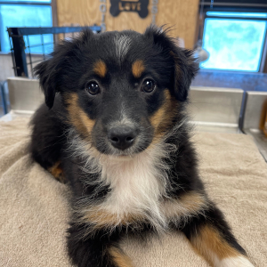 Australian Shepherd Puppy Christian