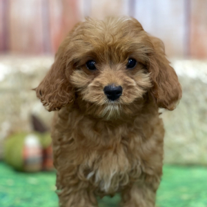 Cavapoo Puppy Daisy Mae