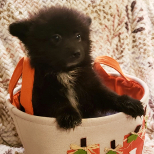 Pomeranian Puppy Bumper