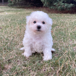Bichon Frise Puppy Bella