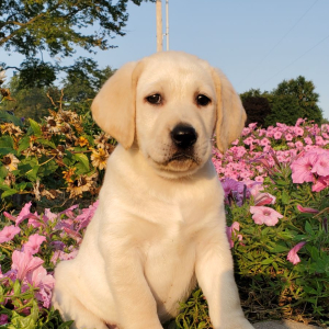 Labrador Retriever Puppy Daisy Mae