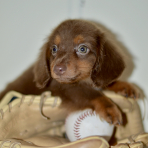 Dachshund Puppy Tucker