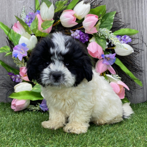 Shichon Puppy Kyle