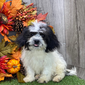 Shichon Puppy Kyle