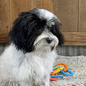 Maltipoo Puppy Simon