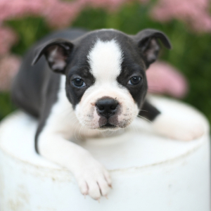 Boston Terrier Puppy Nelson