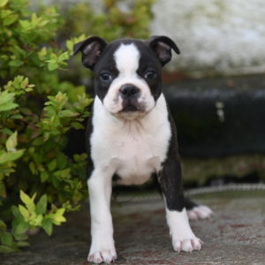 Boston Terrier Puppy Nelson