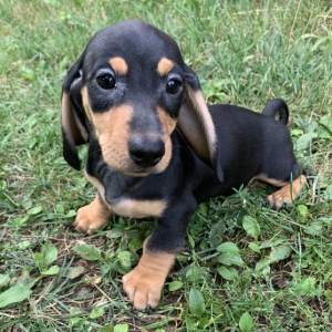 Dachshund Puppy Axle