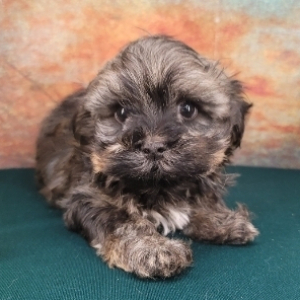 Havanese Puppy Kaiser