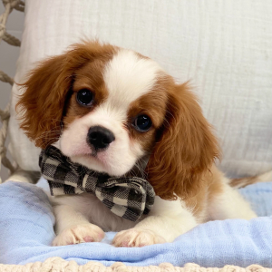 Cavalier King Charles Spaniel Puppy Wesley