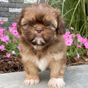 Shih Tzu Puppy Buster