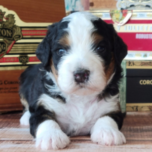 Bernedoodle Puppy Ashton
