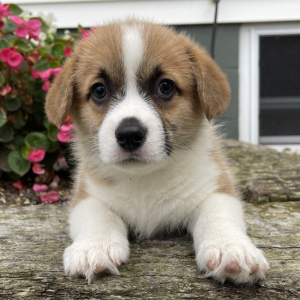 Pembroke Welsh Corgi Puppy Brenda